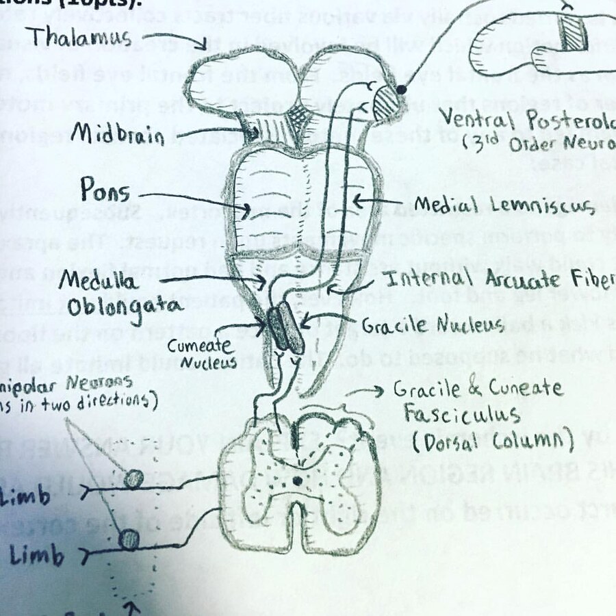 Orry Elor's hand-drawn schematic of the brainstem and dorsal-column sensory pathways